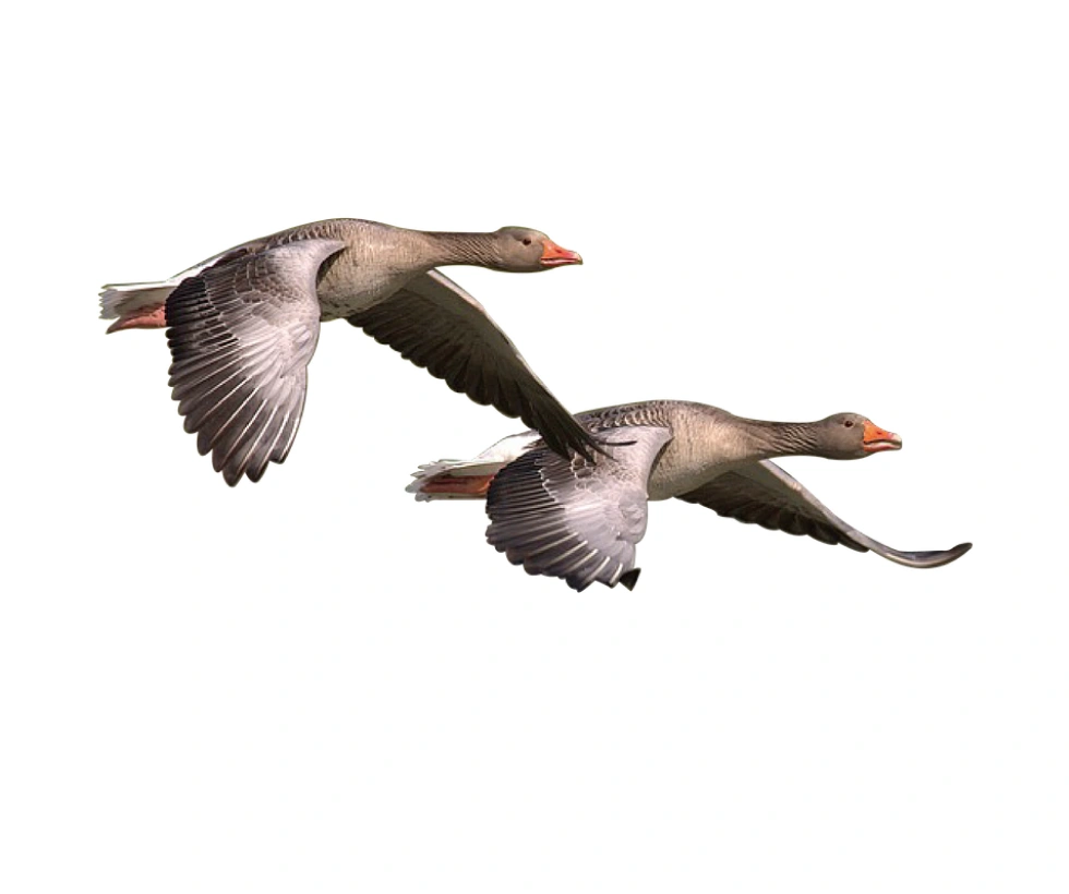 Sport Evolution Arts Energetiques Qi Gong Bordeaux QI GONG DE LOIE SAUVAGE 2 1